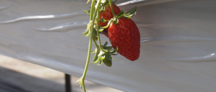 葉の間で赤く色づいた章姫